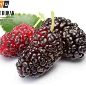 Mulberry 250gm